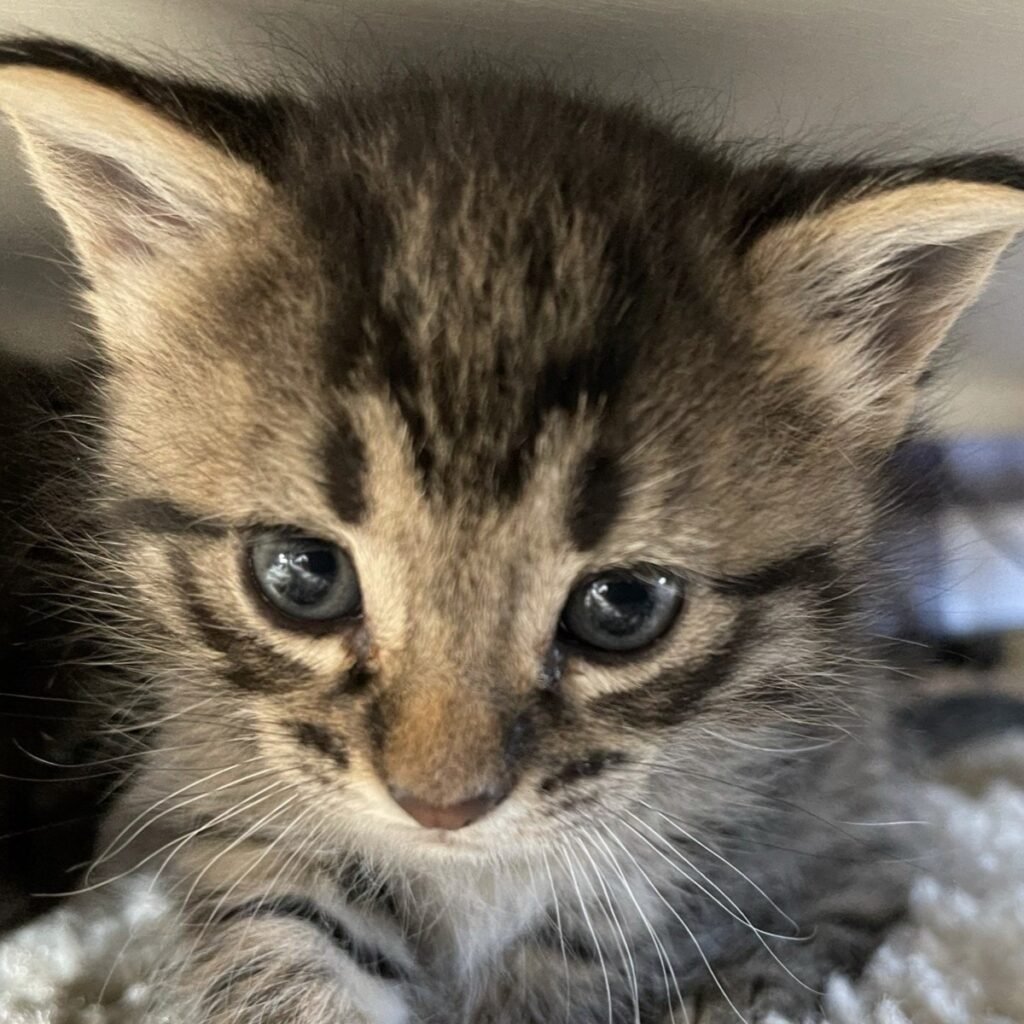 kitten under table